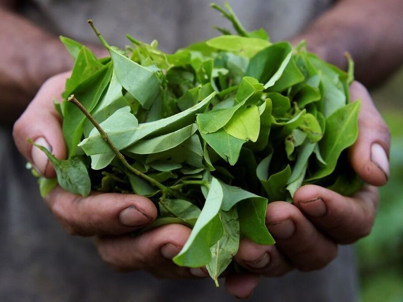 Only One Company Can Legally Process Coca Leaves in the US