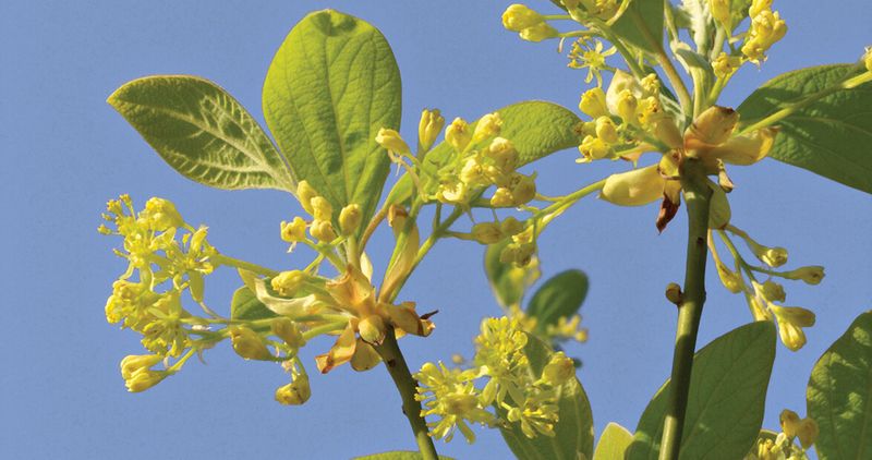 Sassafras