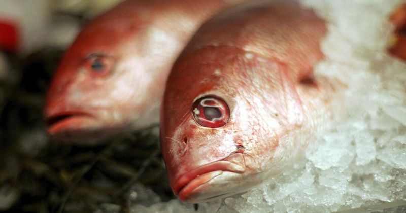 Red Snapper