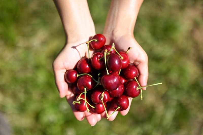 Handful Of Cherries