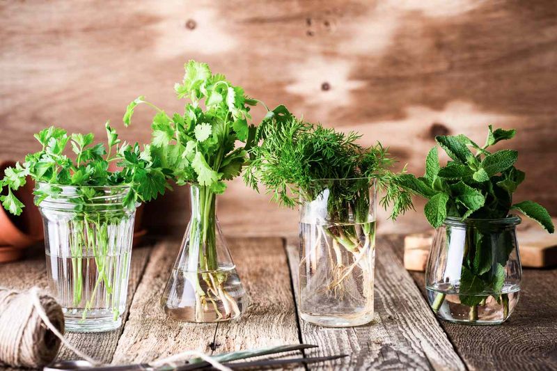 Fresh Herbs