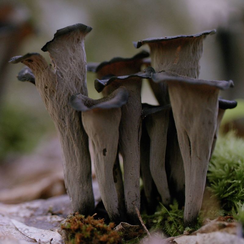 Black Trumpet Mushrooms