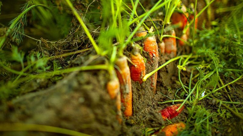 Carrots