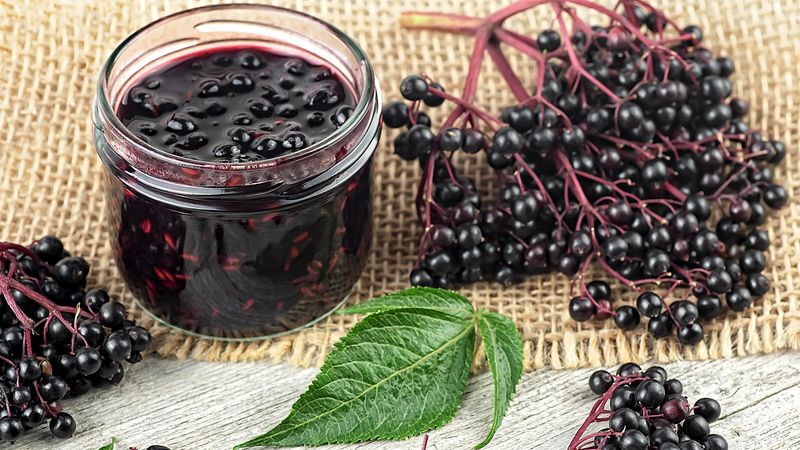 Elderberries: Beautiful But Potentially Deadly