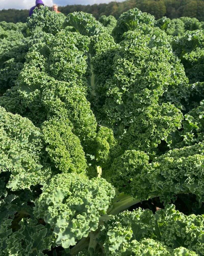 Leafy Greens