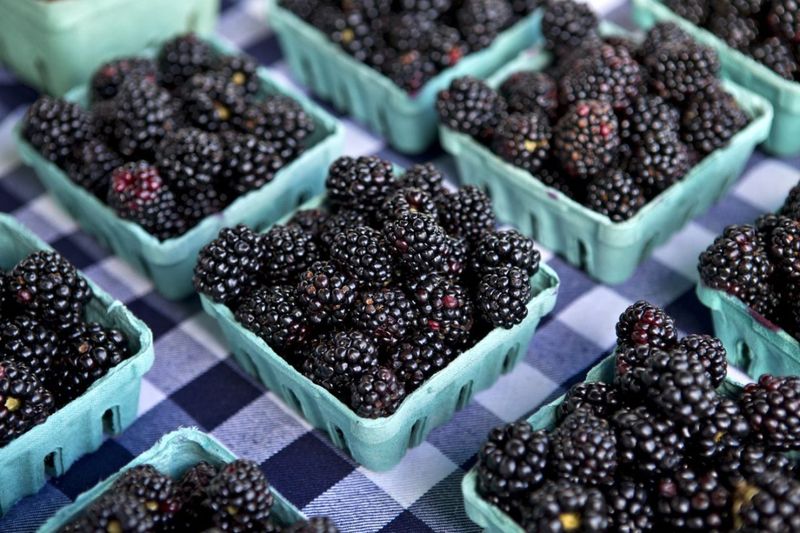 Blackberries' Dark Side