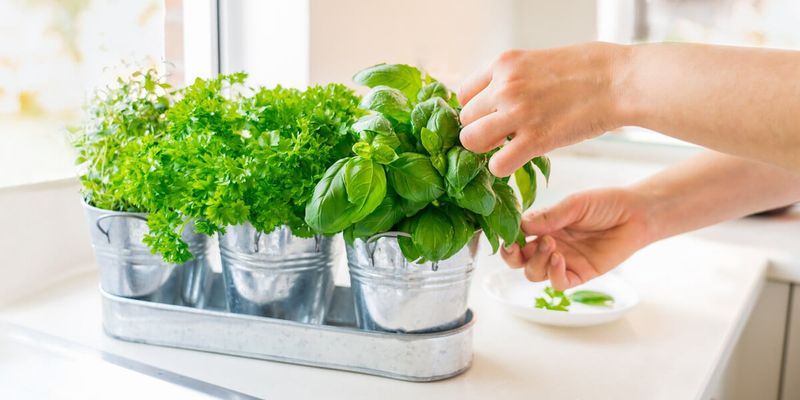 Living Herb Plants