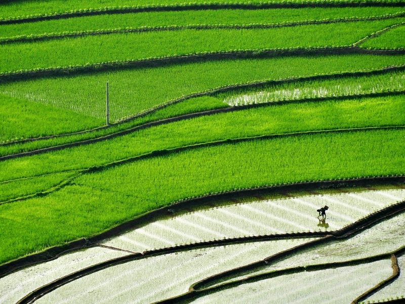 Rice