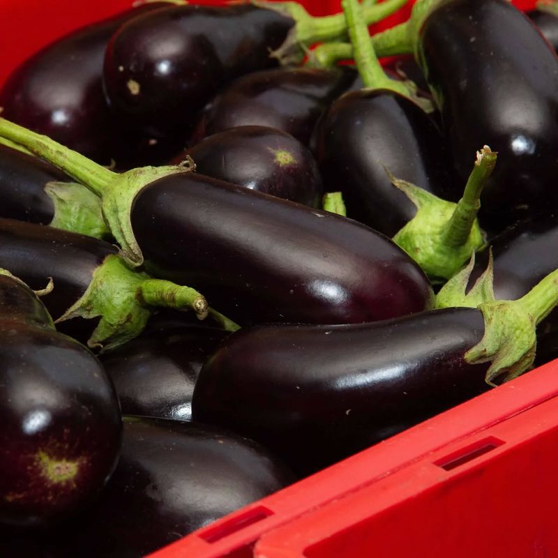 Eggplants
