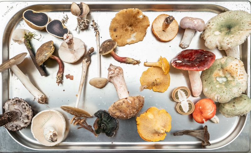 Fungal Hazards: Wild Mushrooms