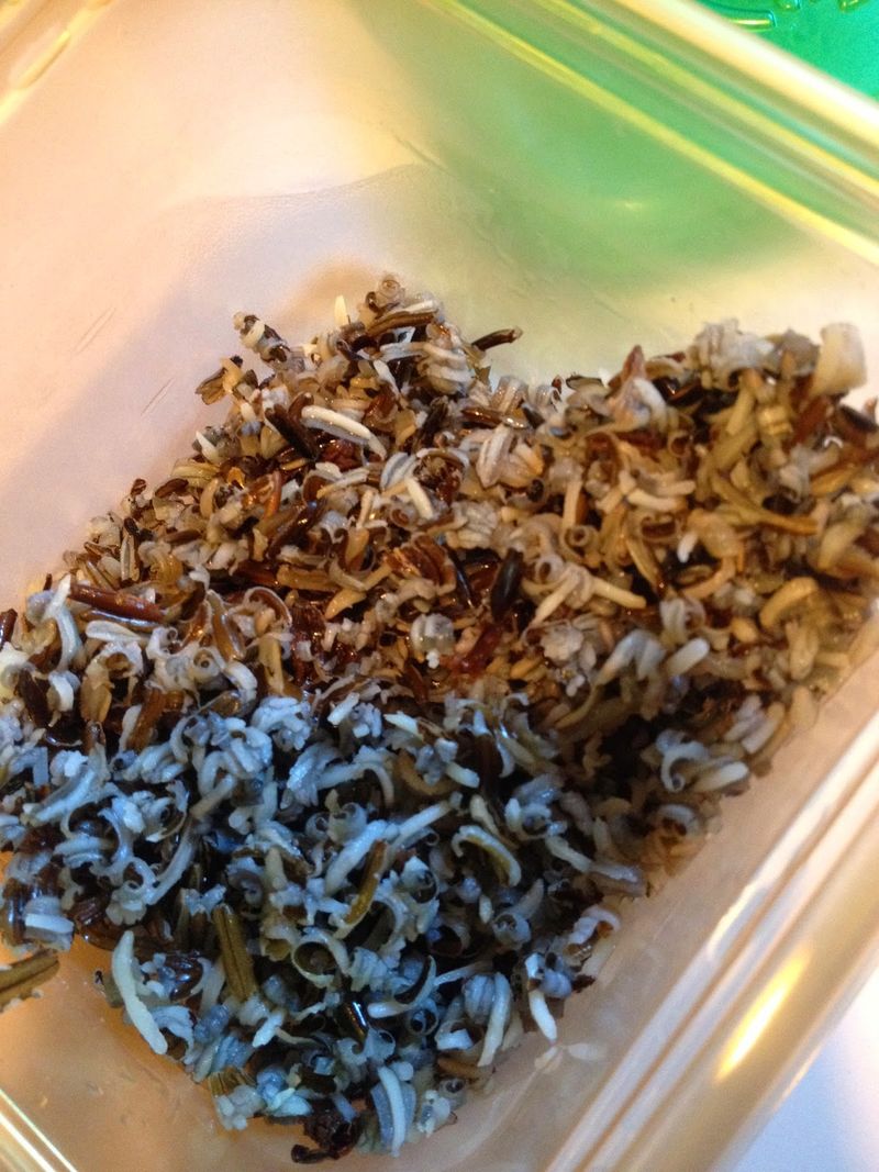 Wild Rice Sprouts Into Superfood Status