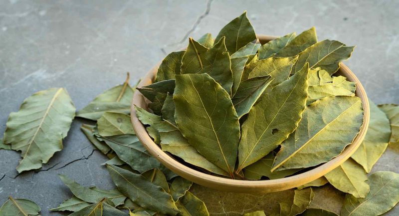 Pulverized Bay Leaves Turn Pointless