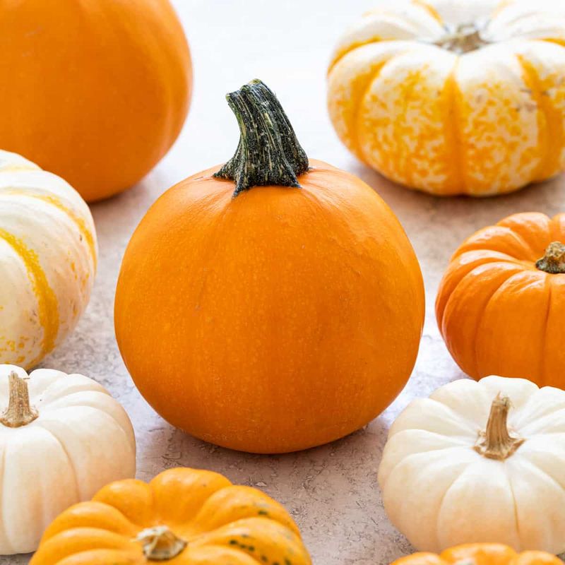 Squash & Pumpkin