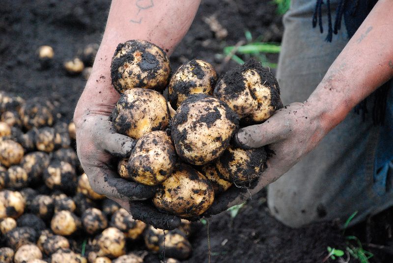 Potatoes' Underground Contamination