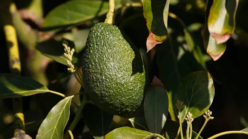 Avocados