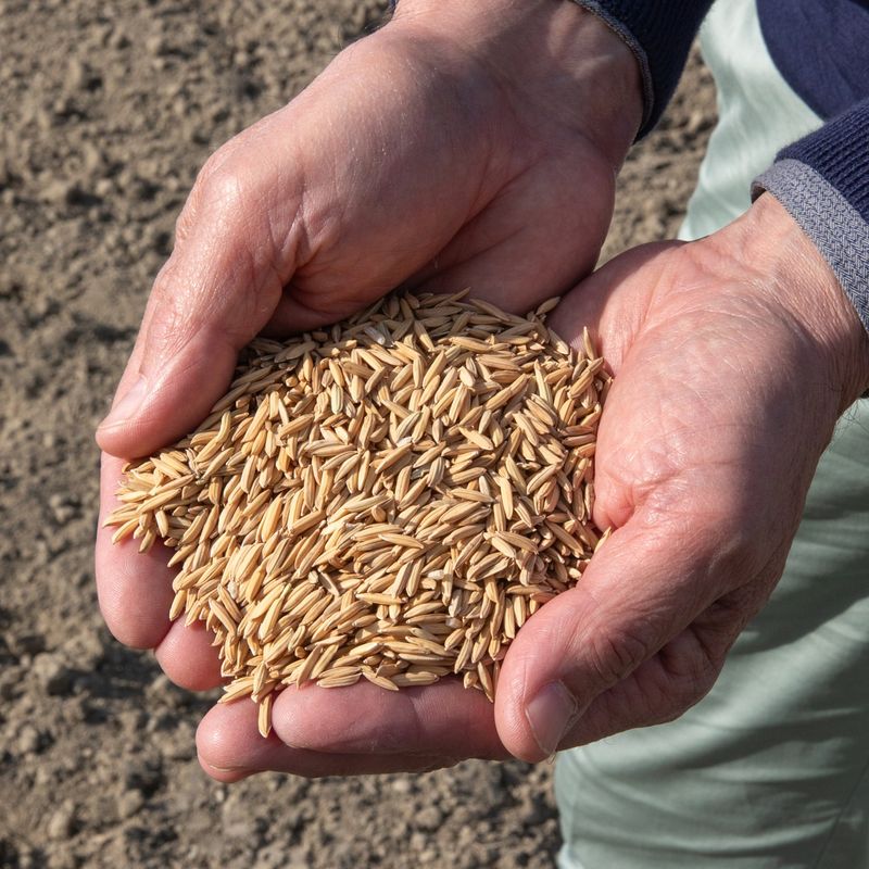 Brown Rice