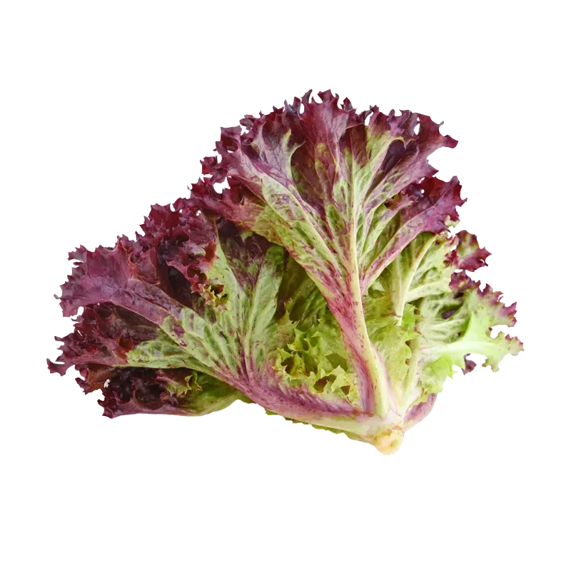 Red Leaf Lettuce