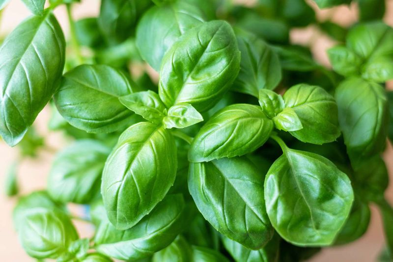 Basil