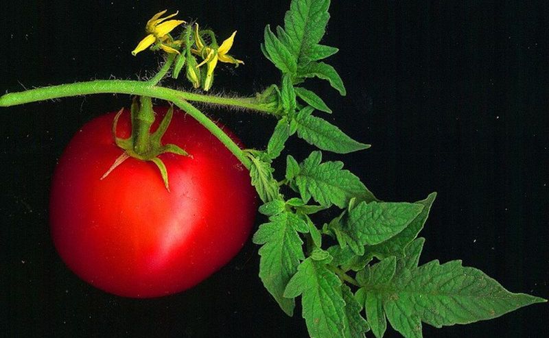 Tomatoes' Troubling Treatments