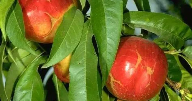 Nectarines' Nasty Secret