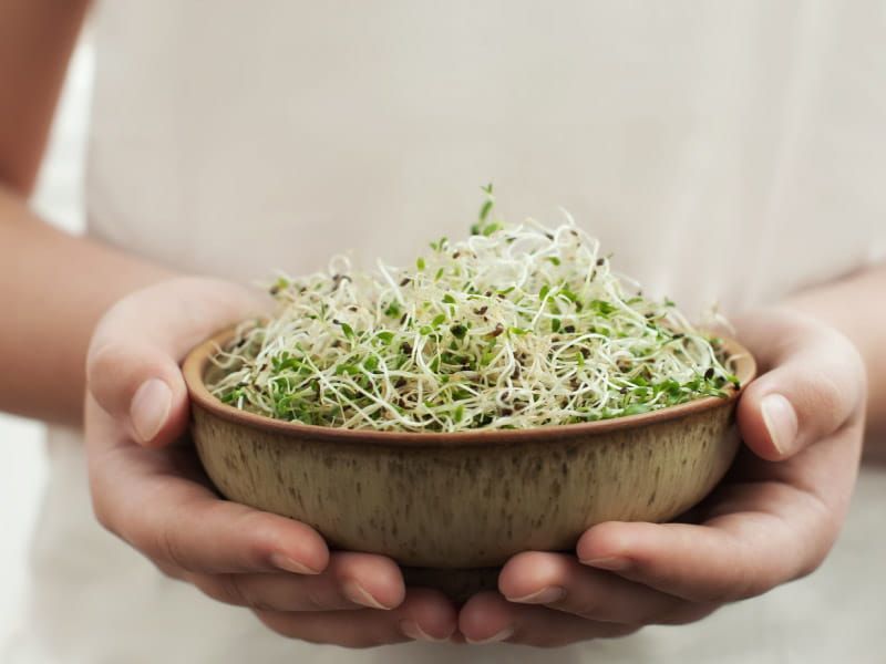 Sprouts Deliver Living Enzymes