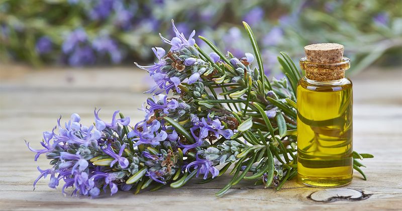 Rosemary