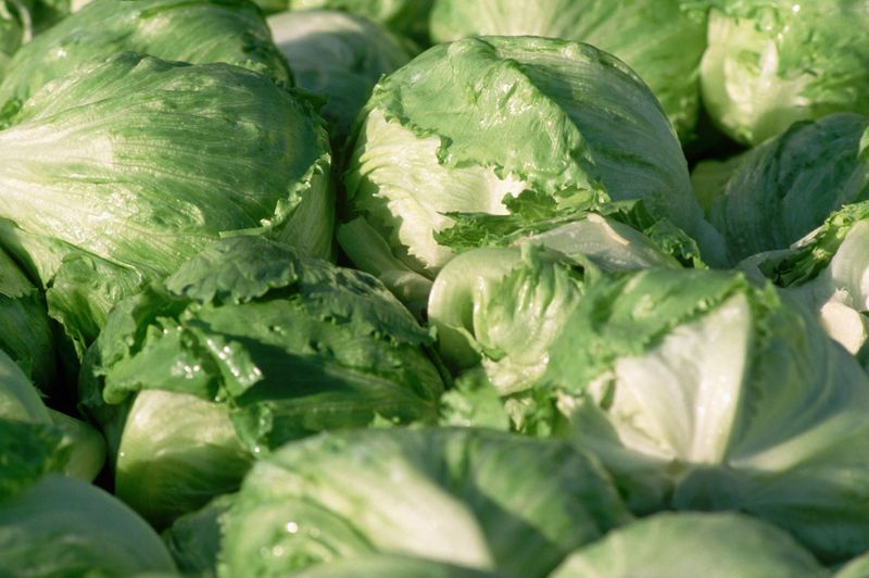 Lackluster Iceberg Lettuce