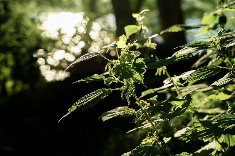 Nettle Leaf