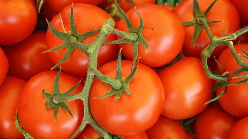 Tomatoes