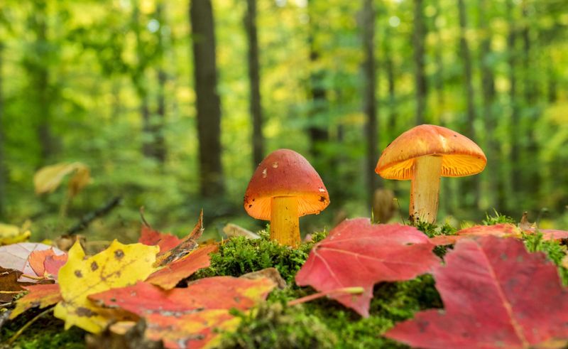 Mushrooms
