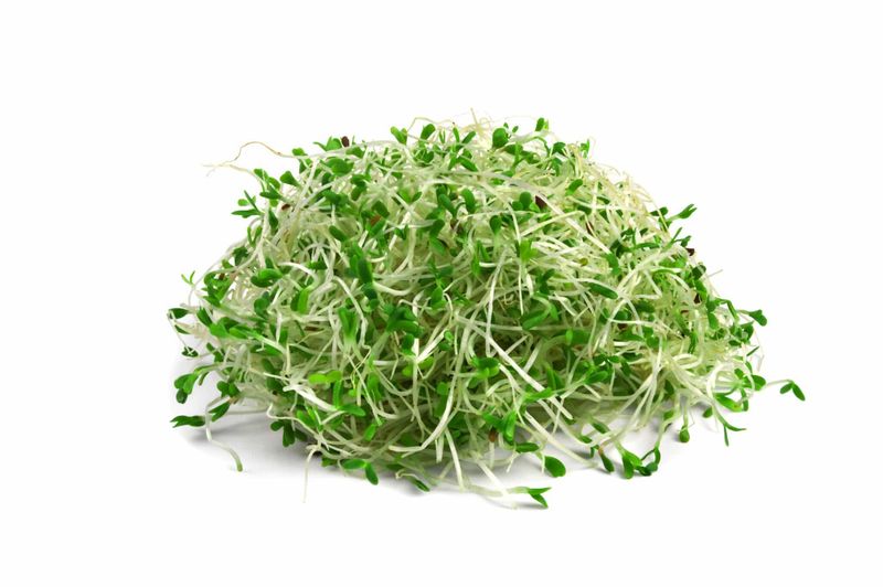 Alfalfa Sprouts: Bacteria Incubator