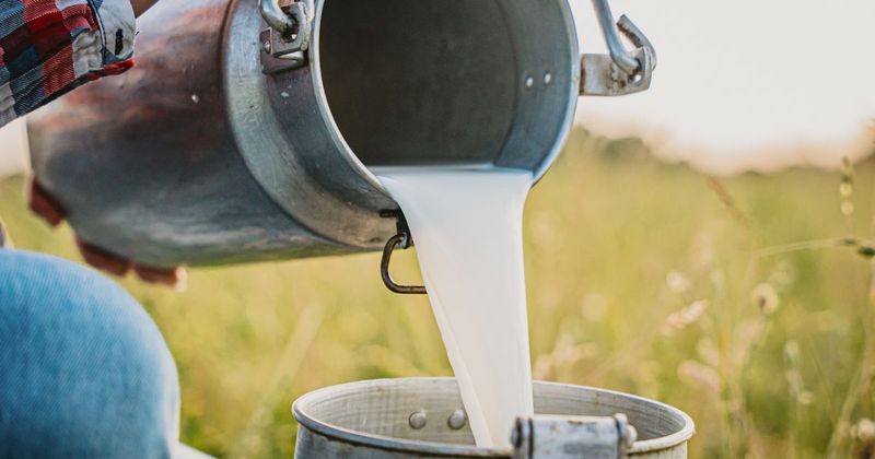 Raw Milk: Bacteria's Perfect Medium