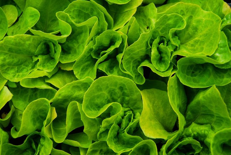 Spinach
