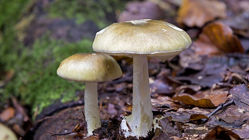 Wild Mushrooms: Nature's Russian Roulette