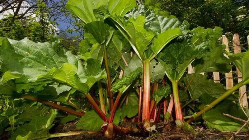 Leaves of Danger: Rhubarb Greens