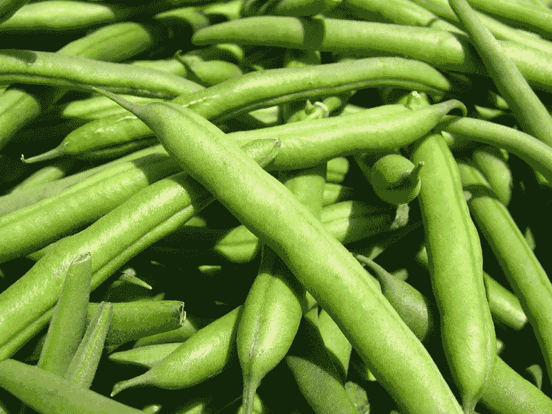 Green Beans' Growing Concern