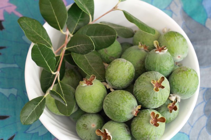 Feijoa (Pineapple Guava)