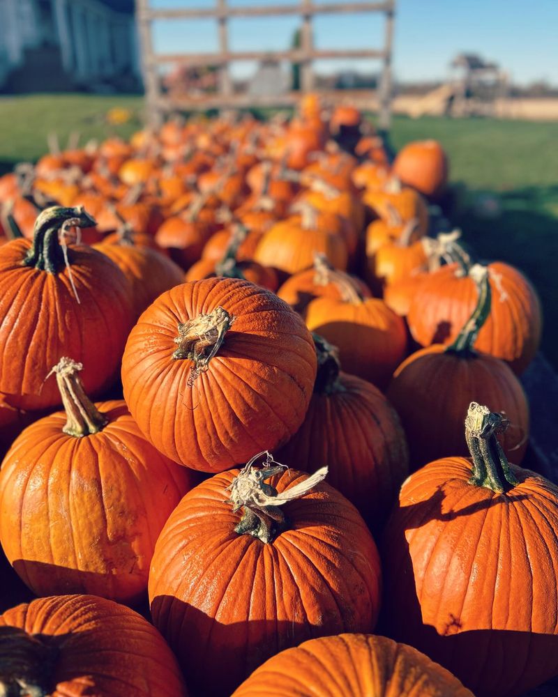 Pumpkins