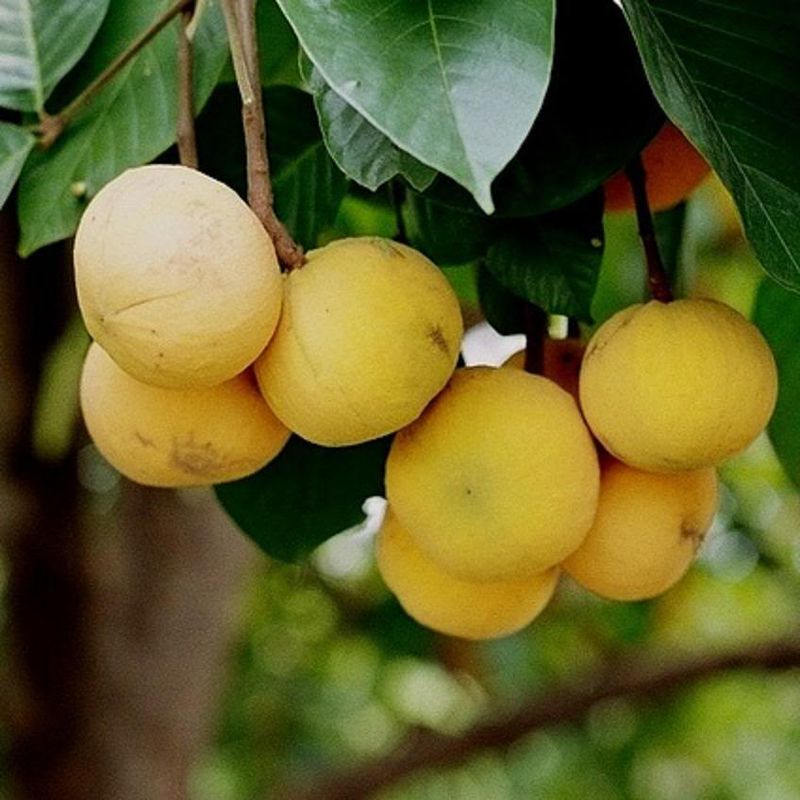 Santol (Cotton Fruit)