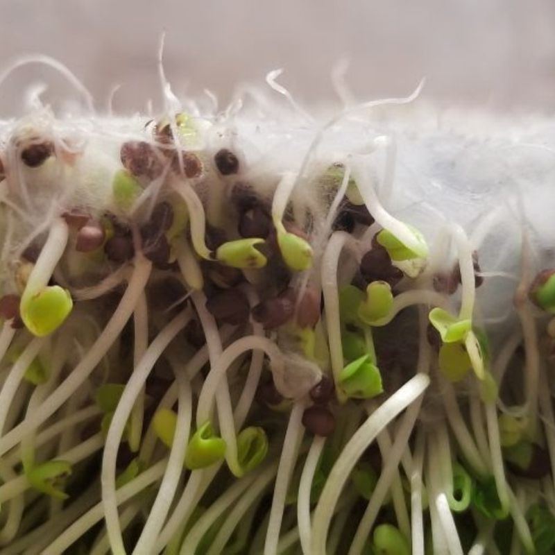 Sprouts