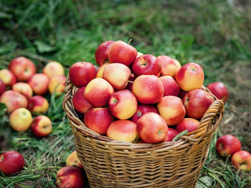 Apples