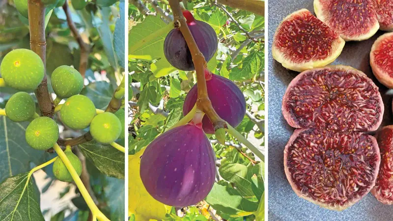 Figs