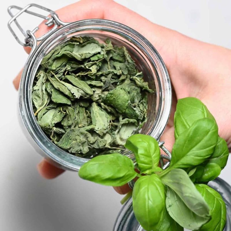 Dried Basil's Green Vibrancy Vanishes