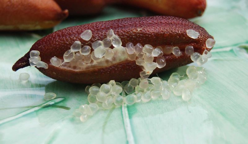 Finger Lime