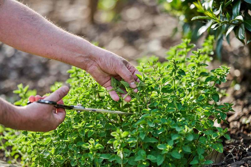 Oregano