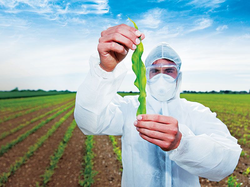 GMOs: The Genetic Divide Across the Atlantic