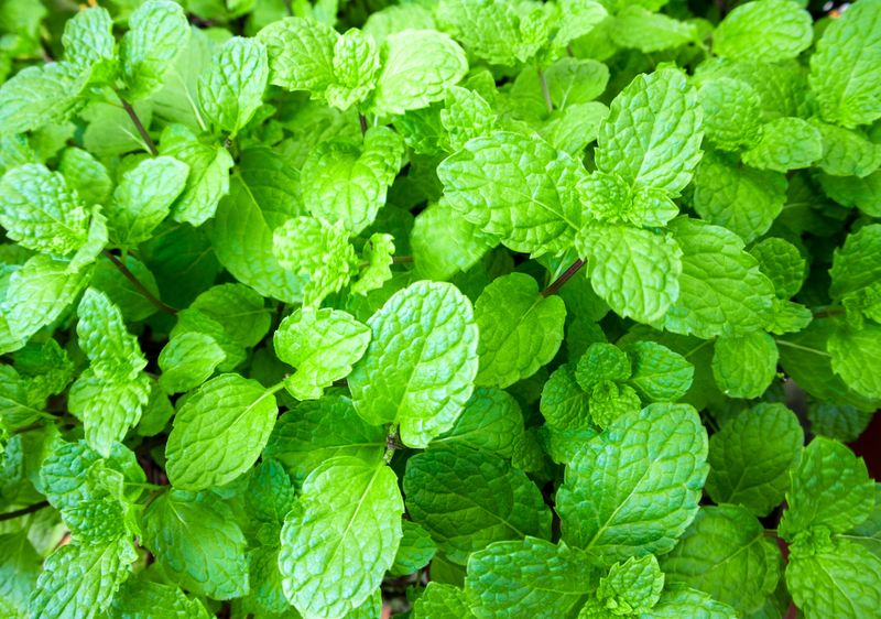 Mint