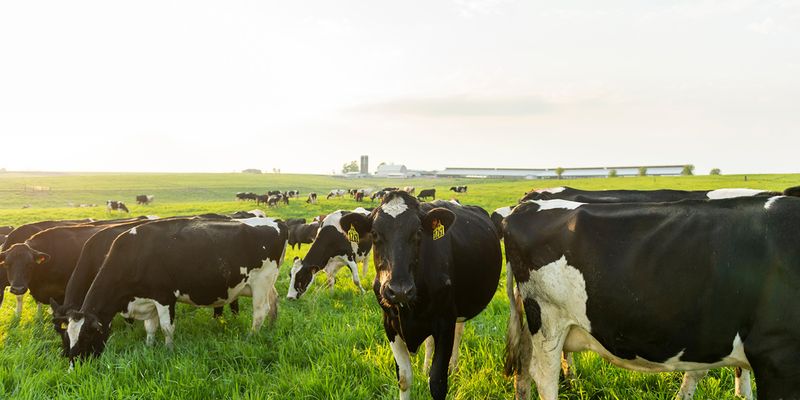 rBGH: The Controversial Cow Hormone