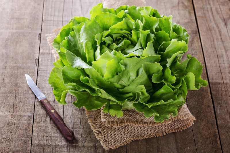 Butterhead Lettuce