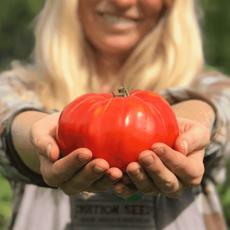 Tomatoes